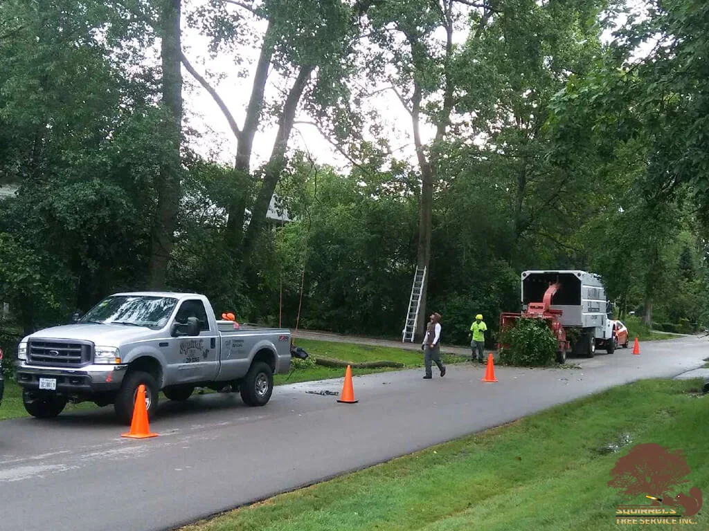 Squirrels Tree Service truck and chipper working on a residential street