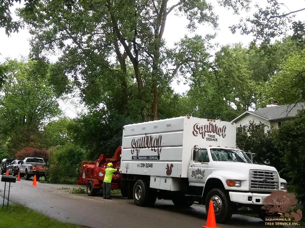Squirrels Tree Service crew feeding brush into a chipper in Zion, IL