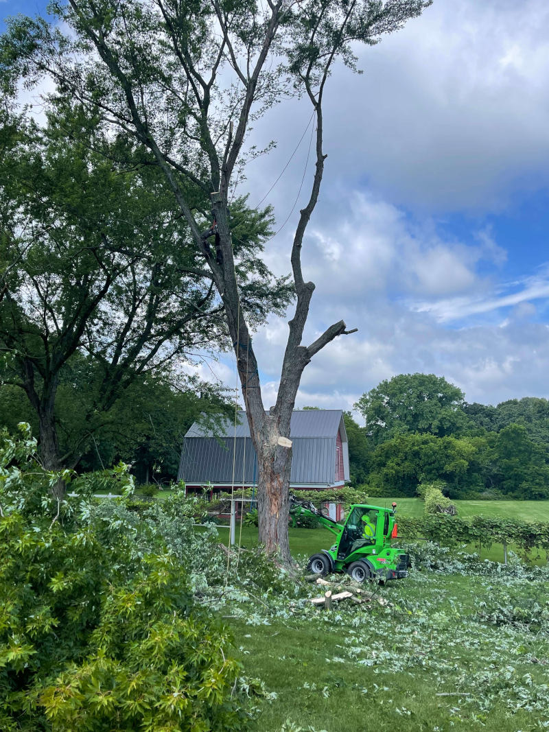 Equipment removing a large tree and stump on a Lake County property