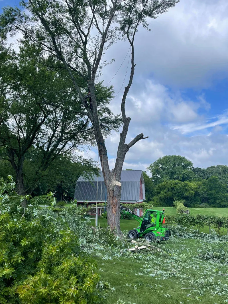 Equipment clearing trees and brush from a wooded lot in Lake County, IL