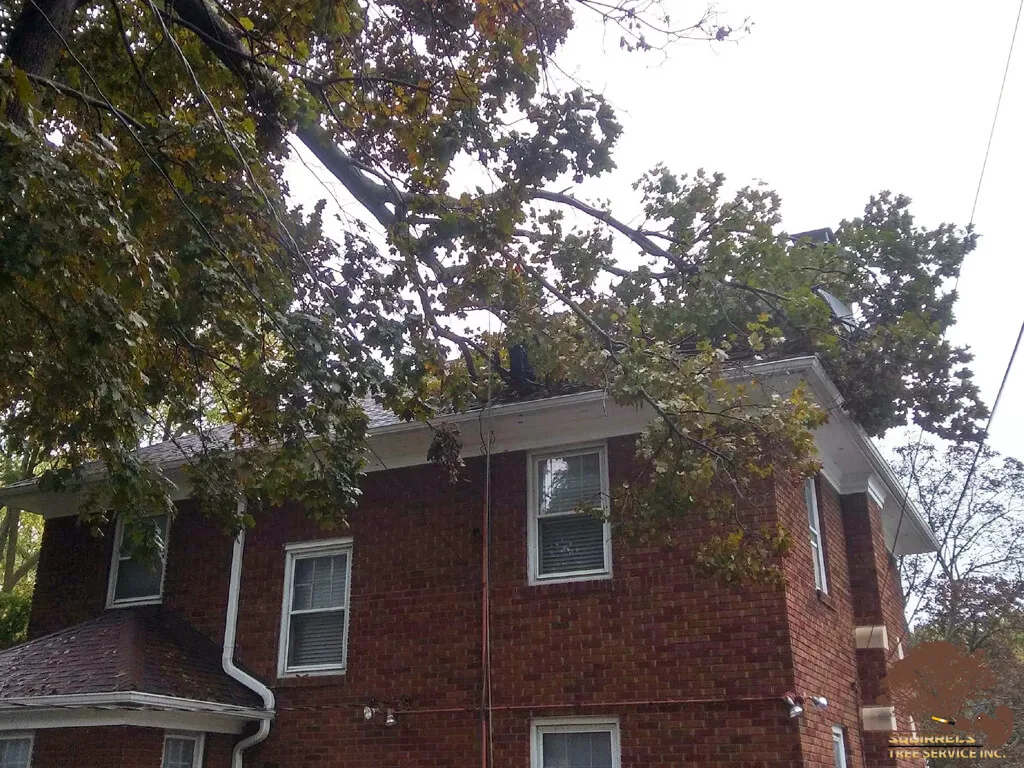Storm-damaged branch overhanging a home's roof in Zion, IL