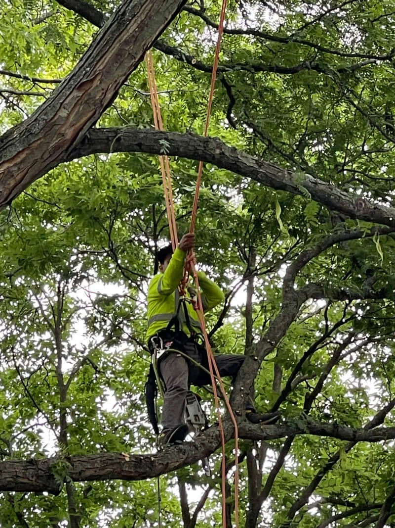 Arborist pruning branches high in a green tree canopy in summer