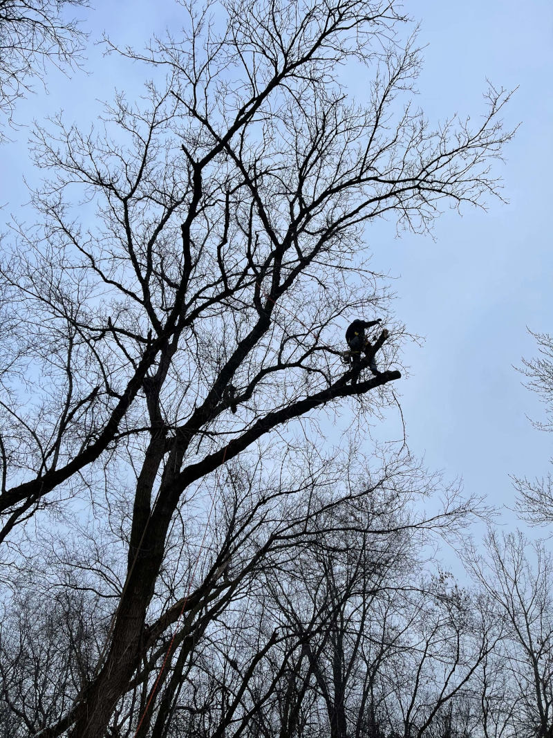 Climbing arborist making a precision pruning cut at height