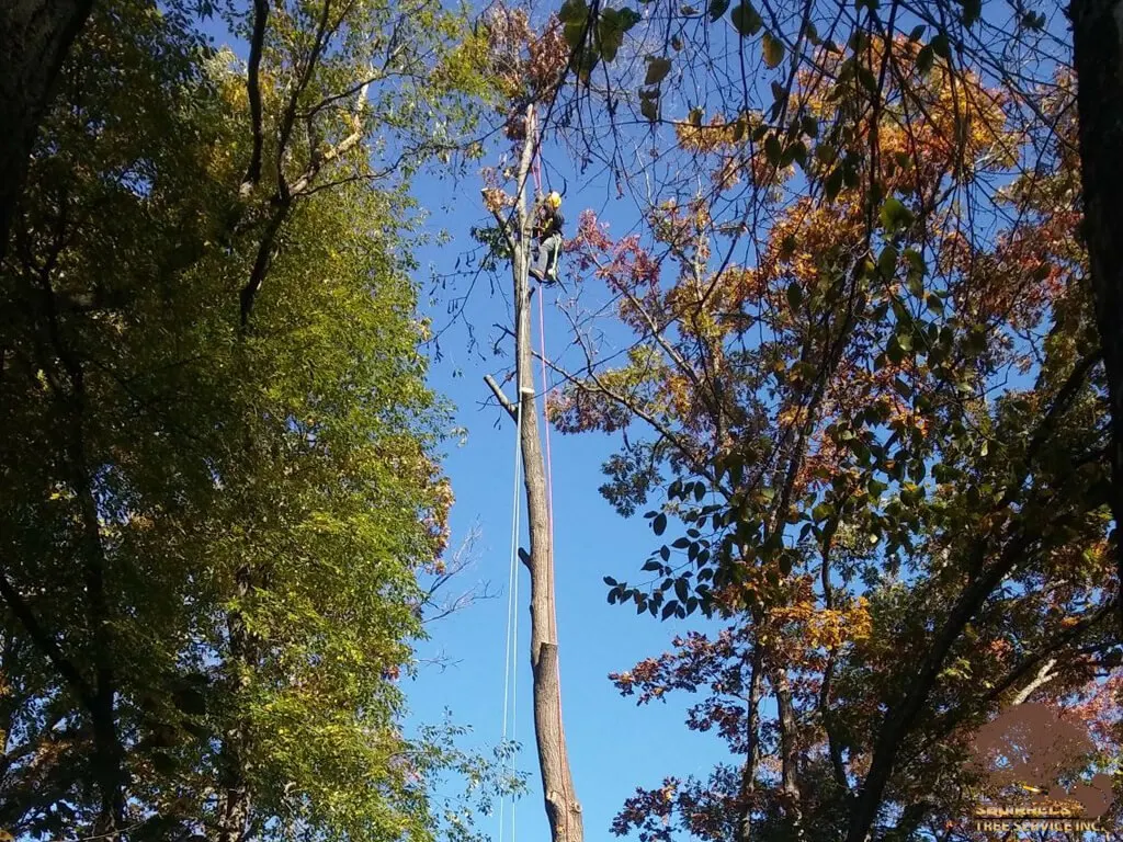 Arborist climbing a tall tree for removal during autumn in Lake County