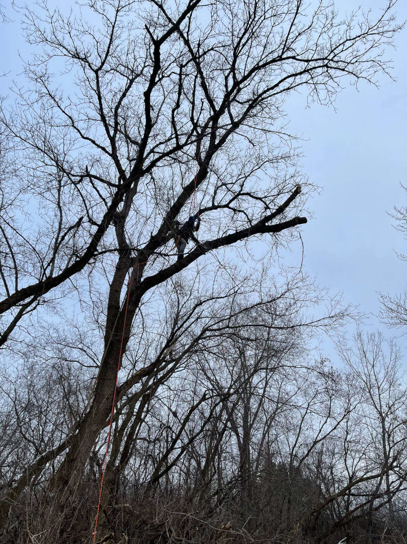 Crew removing a storm-damaged tree using ropes and rigging in Zion, IL