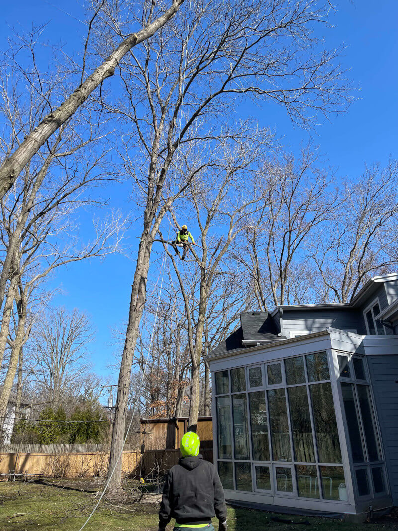 Arborist climbing a large bare tree for removal near a home sunroom in Zion, IL