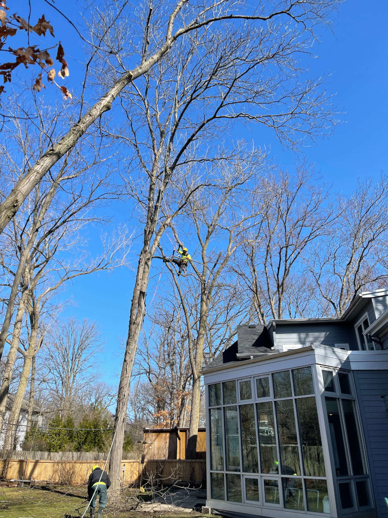 Second angle of arborist climbing a tree for removal near a residential home in Zion, IL