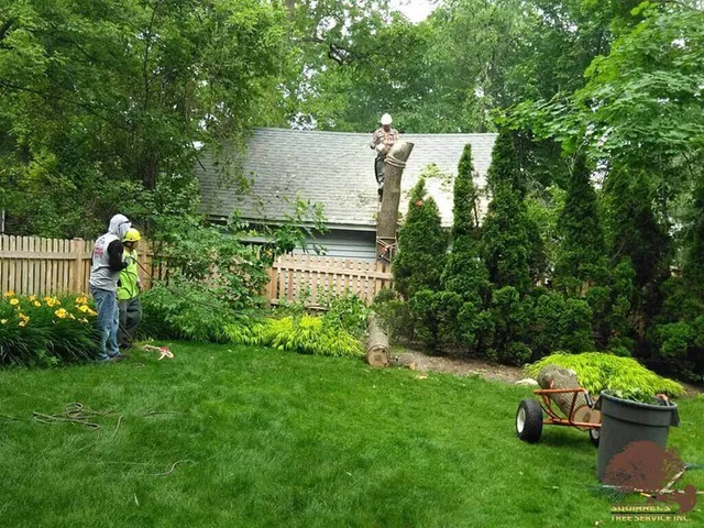 Squirrels Tree Service crew removing a tree near a rooftop in a backyard in Zion, IL
