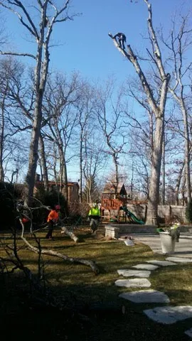 Squirrels Tree Service crew removing bare trees near a backyard playset in Zion, IL