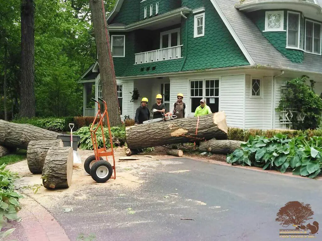 Squirrels Tree Service crew with cut logs after a tree removal job in Zion, IL