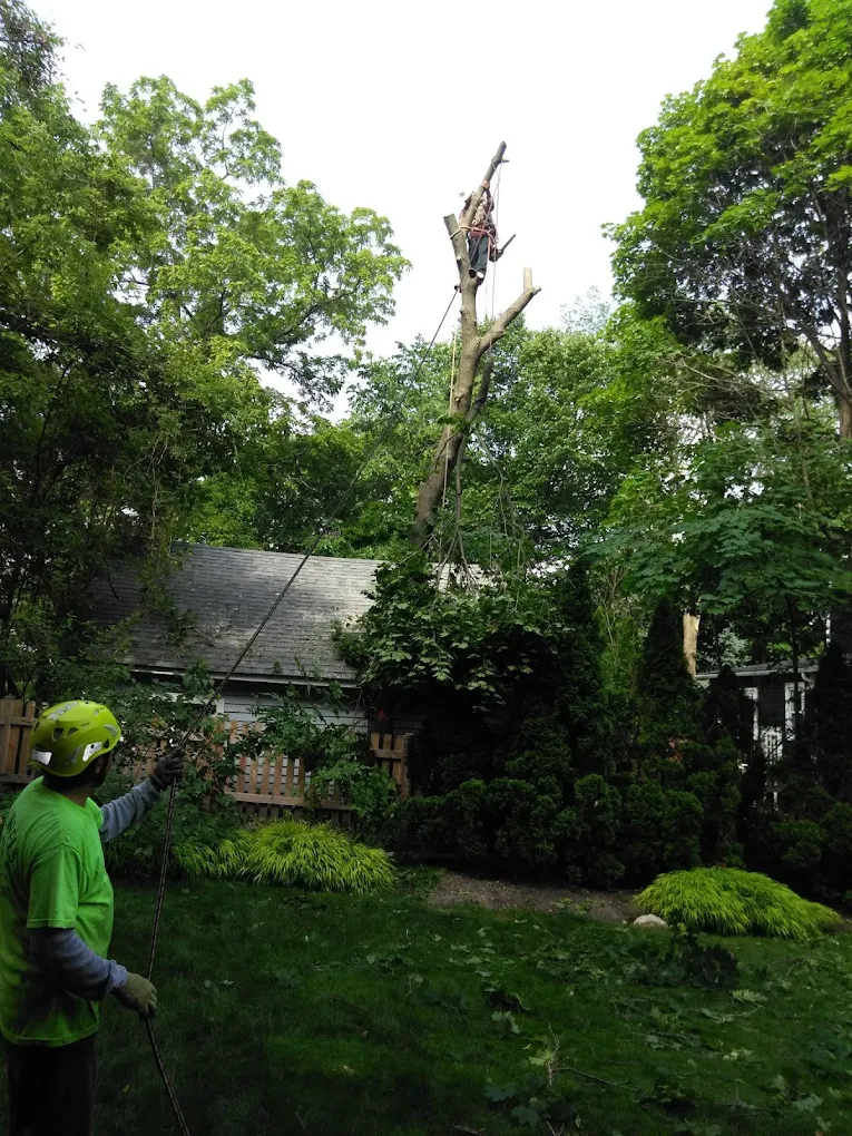 Crew member rigging a rope during a backyard tree removal in Zion, IL