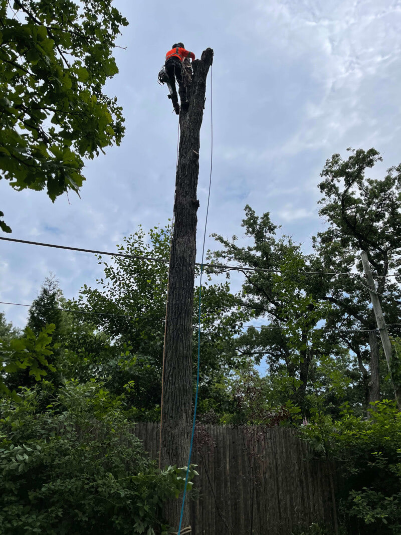 Dead tree removal ahead of stump grinding in Zion, IL
