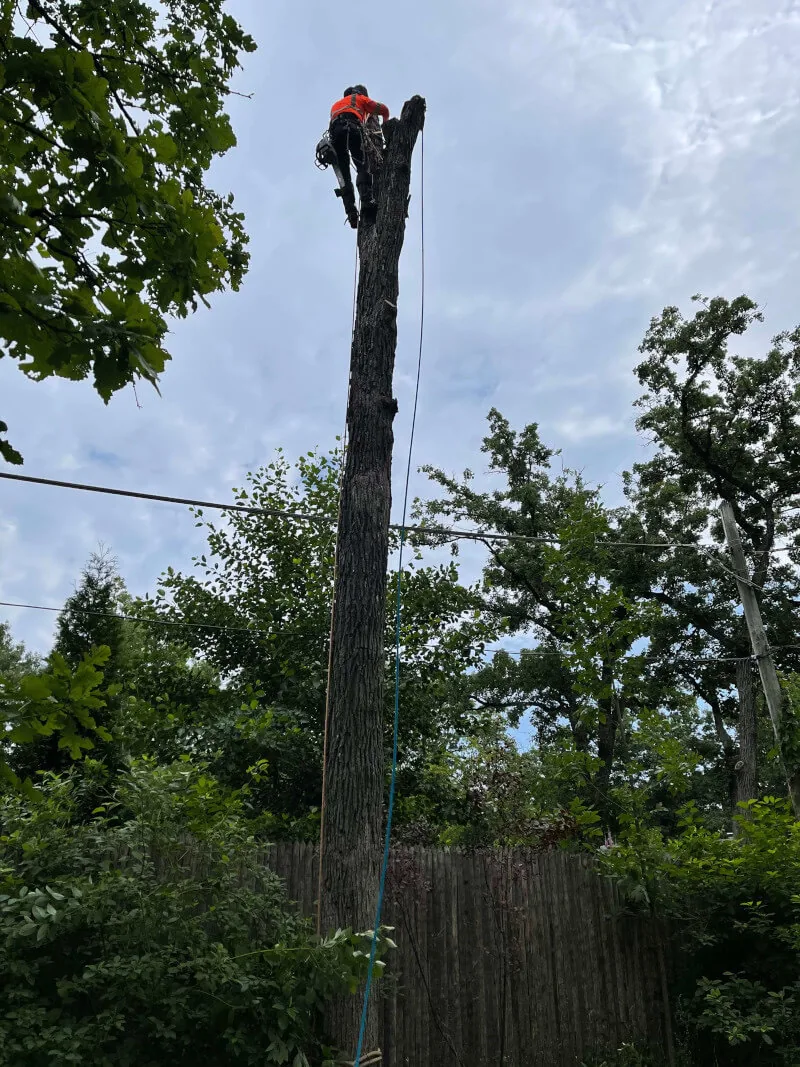 Dead tree removal ahead of stump grinding in Zion, IL