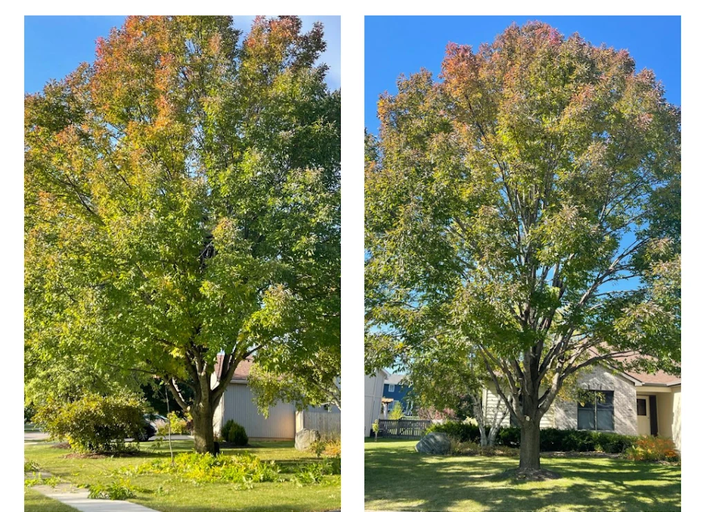 Tree before professional trimming in a Zion, IL front yard