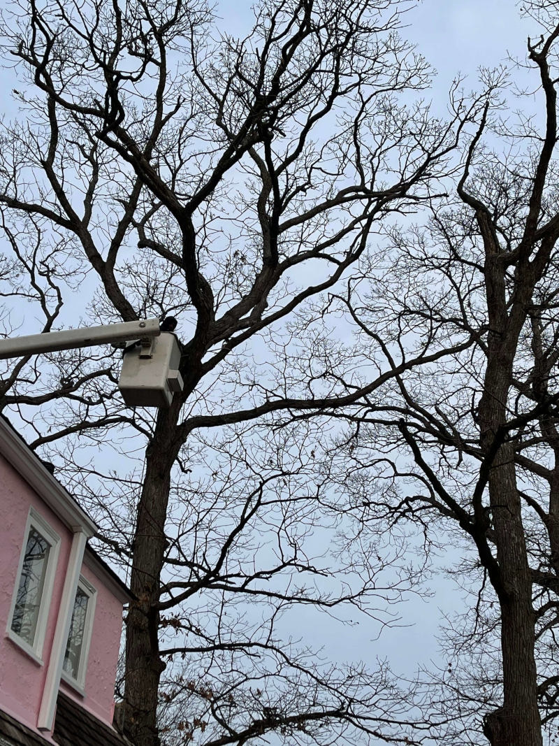 Bucket truck positioned in a tree canopy for a trimming job