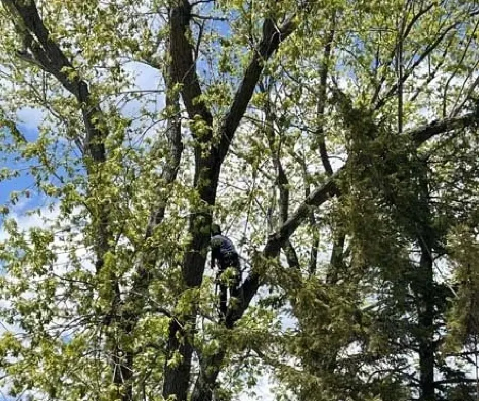 Climber trimming branches in a tree canopy in Lake County, IL
