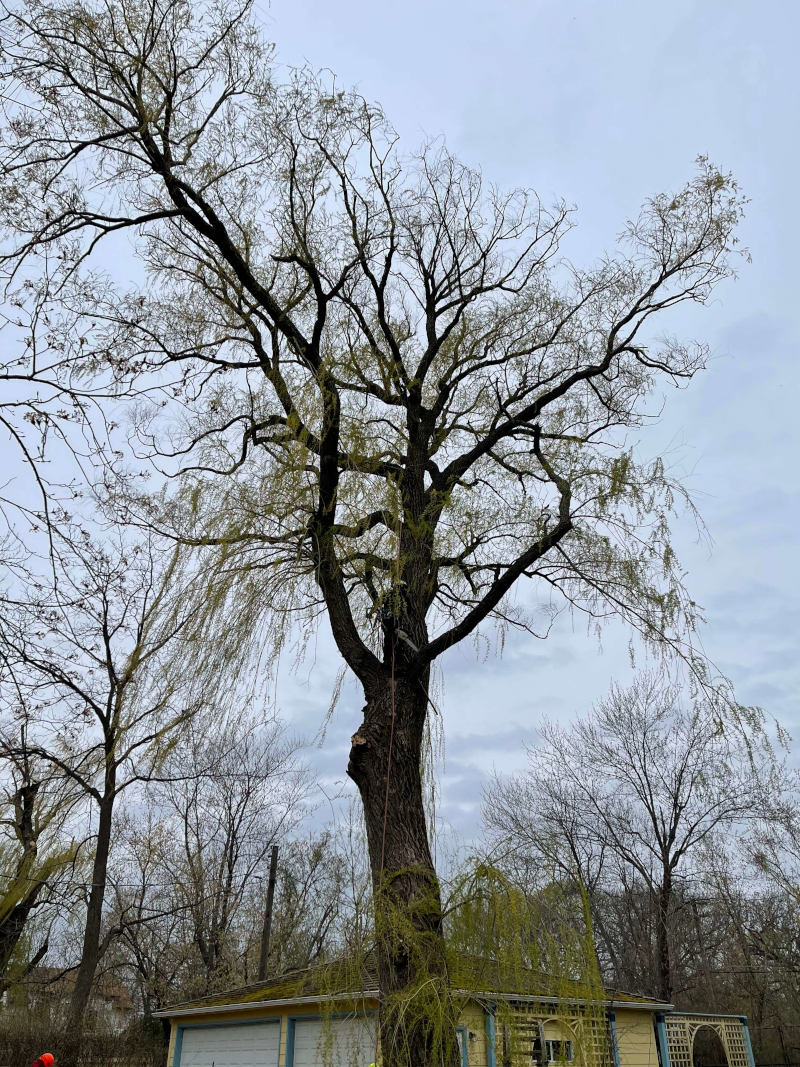 Large shade tree after professional trimming in a Zion, IL backyard