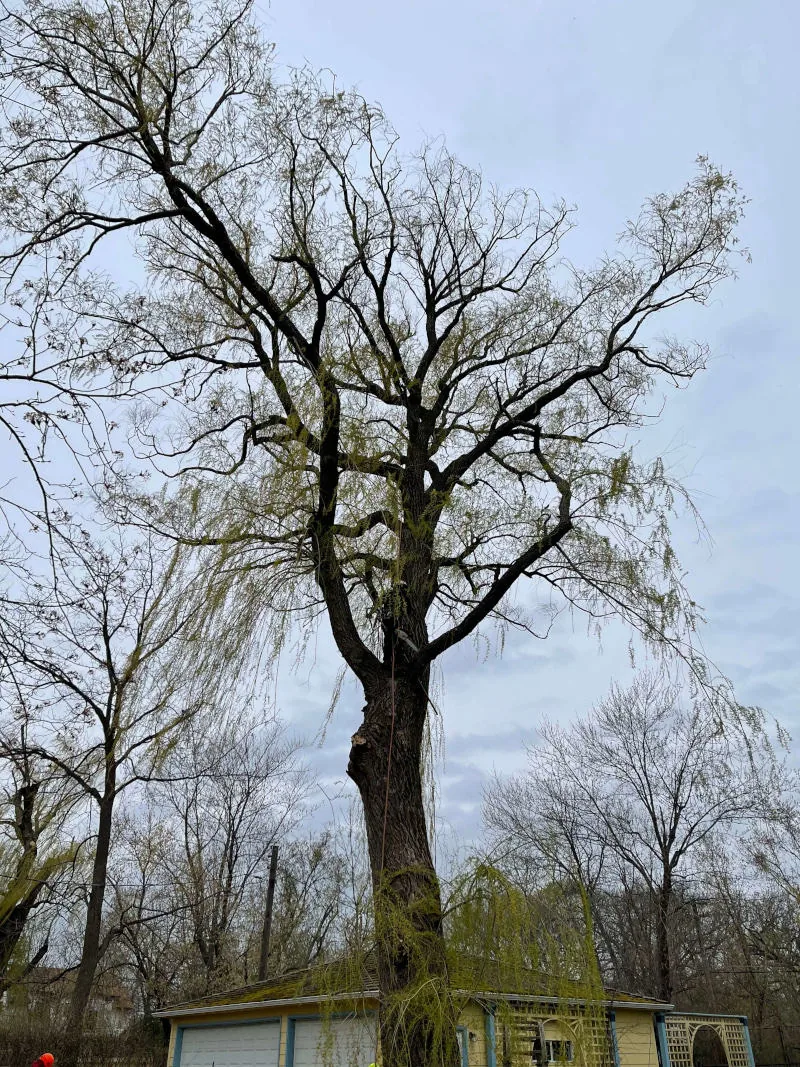 Large shade tree after professional trimming in a Zion, IL backyard