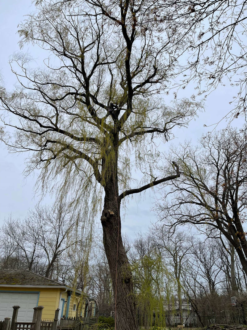 Mature tree after structural pruning in a Zion, IL yard