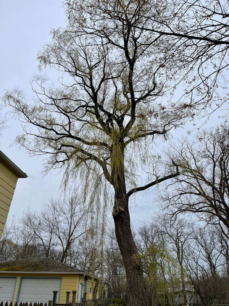 Crew member visible in canopy of a large shade tree during trimming