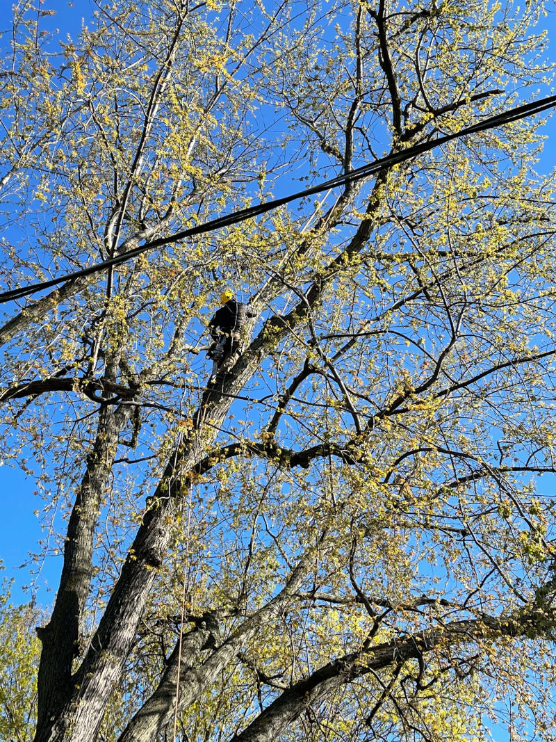 Crew clearing storm-damaged branches near power lines in Lake County