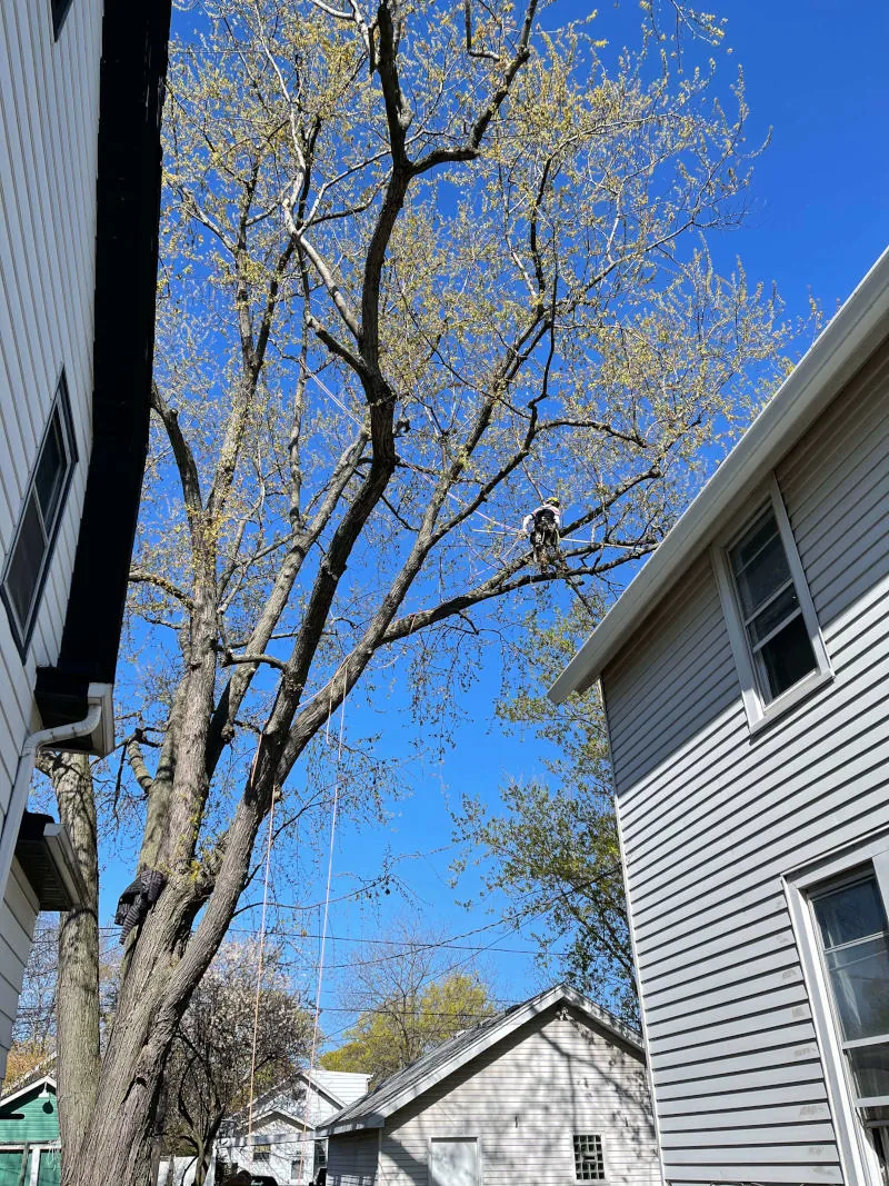 Tree trimming crew working near a residential yard in Zion, IL