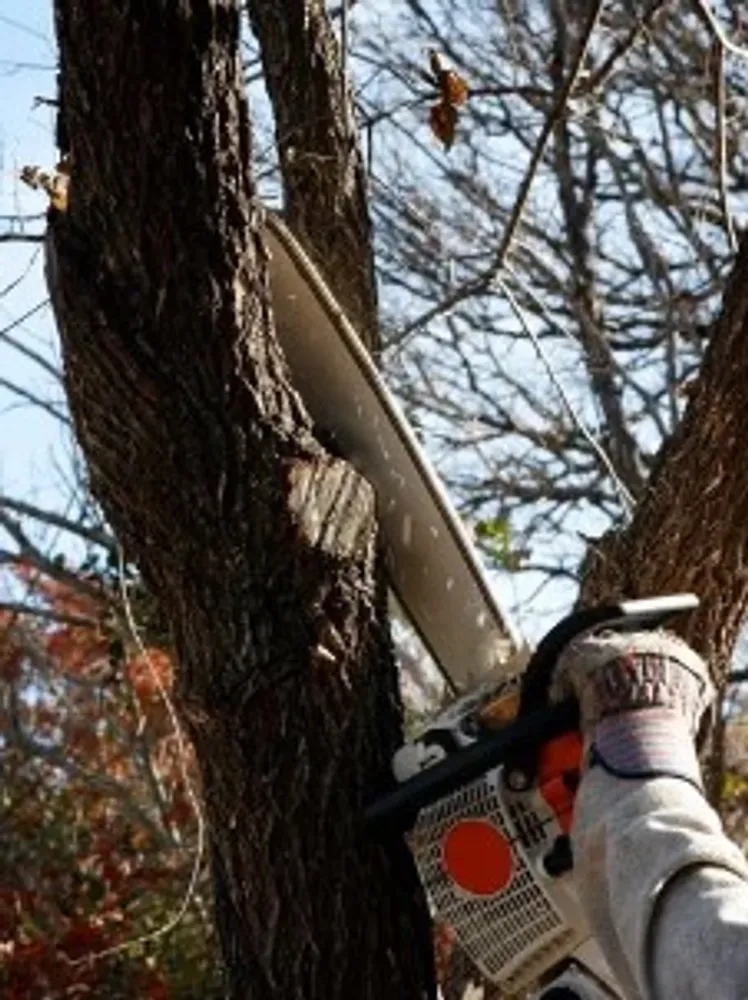 Tree Removal Services