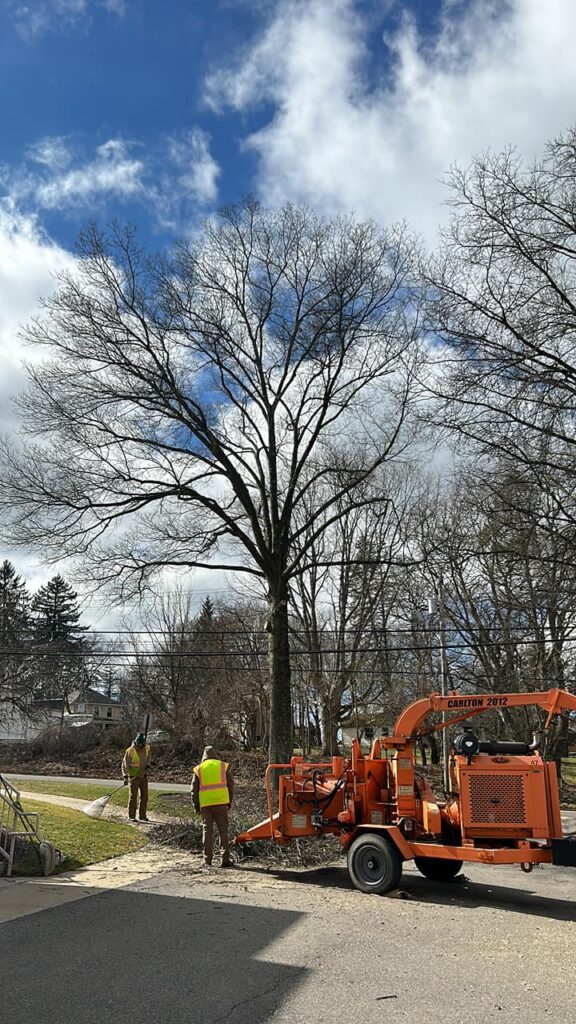 Best Stump Removal Services