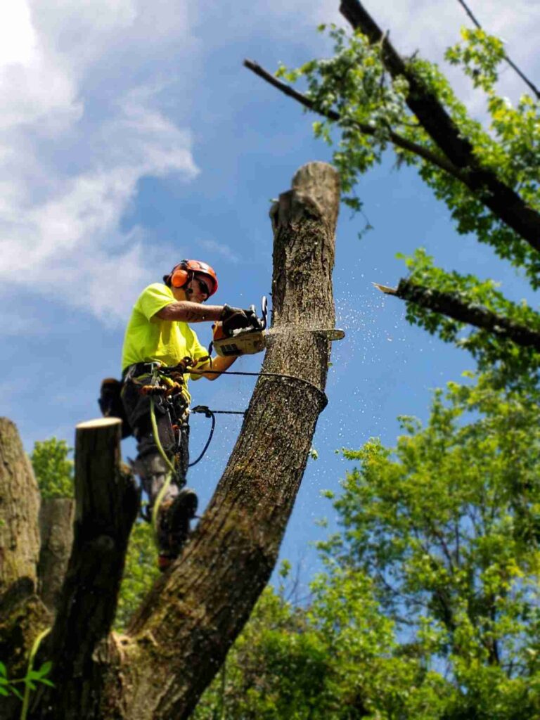 Tree Removal Services